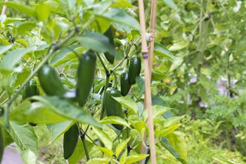 a plant with green peppers growing on it